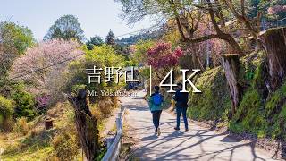 [Cherry blossom view of Mt. Yoshino] Walk from Shimosenbon to Kamisenbon - JAPAN in 4K