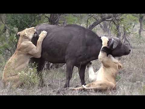 Lionesses Attacked A Brave Cape Buffalo/Animal Attack 2022/Lion Attack/The Wildlife Animals