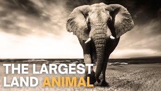 The Insane Biology of: Elephants