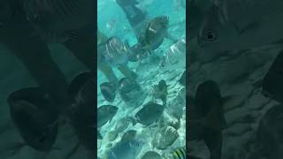 Acuario san Andrés isla- colombia 🐠 #viajes #youtubeshorts #avion #colombia #sanandresisla #shorts