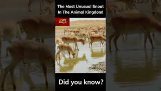 Saiga Antelope: The Enigma Of The Steppe! #shorts #SaigaAntelope #NatureMysteries #naturerevealed