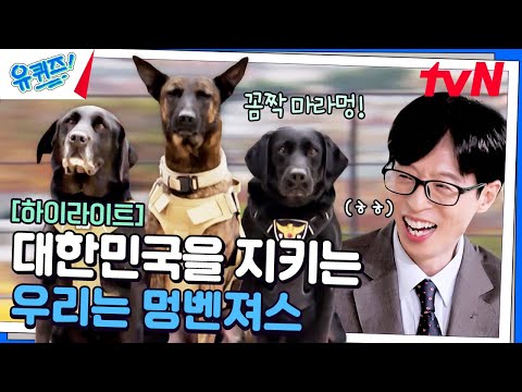 Mungvengers protecting the Republic of Korea with their great dog noses