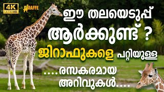 ജിറാഫുകളെ പറ്റിയുള്ള കൗതുകകരമായ അറിവുകൾ പരിചയപ്പെടാം.All interesting facts about Giraffe Malayalam4K