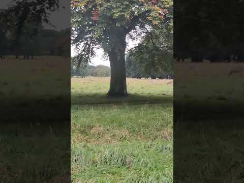 Nature 🦌🦌🦌 Phoenix Park#dublinireland #irishadventure #irishlife