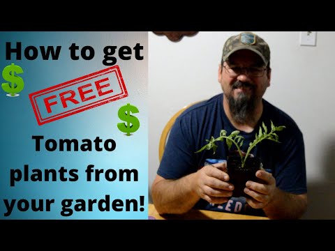 How to get FREE tomato plants from your garden!