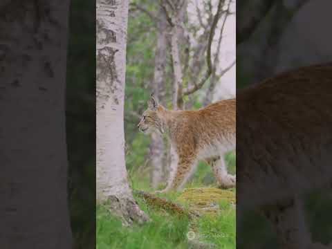 Balkan Lynx: The Elusive Predator #wildlife #lynx #bigcats