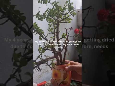 Bonsai Jade plant repotting (S-066), #shorts #youtubeshorts #garden #plants #nature #jadeplant