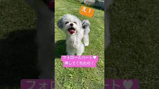 推しにして♡！#マルチワ #子犬 #マルチーズ #dog #トイプードル #ミックス犬 #犬のいる暮らし #ペット