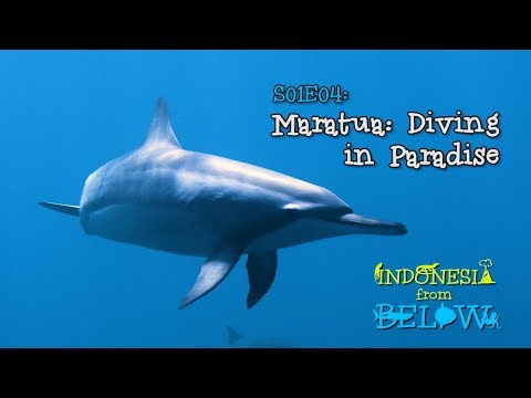 Maratua: Diving in Paradise [4K] | Indonesia from Below (S01E04) | SZtv