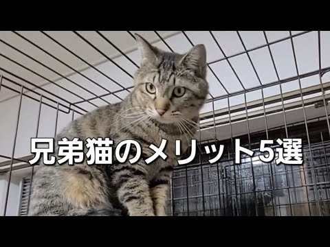 兄弟猫のメリット5選！