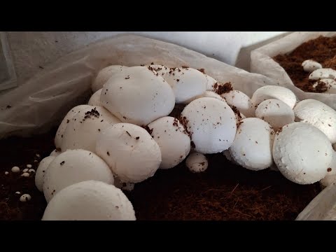 Mushroom farming business in India Mushroom ki kheti kaise kare puri jankari #Mushroom