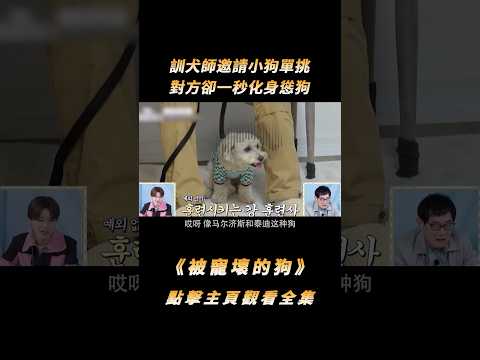 訓犬師要和小狗單挑，對方卻一秒化身慫狗，眼神比大學生還清澈#shorts