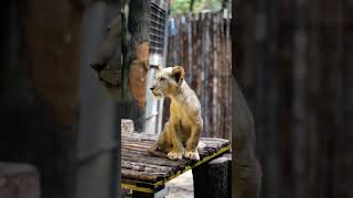 Lion Cub Is Roaring..!!#lion #lioncub#roar#babylion #babylionroaring#youtubeshorts #shorts#short