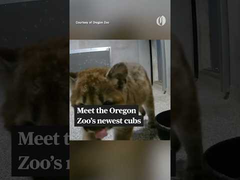 Oregon Zoo welcomes orphaned cougar cubs