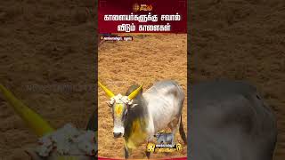 காளையர்களுக்கு சவால் விடும் காளைகள்..| alanganallurjallikattu | pongal2025 | Madurai | NewsTamil24x7