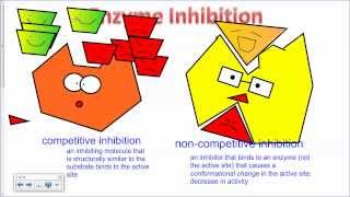 Enzyme Inhibition IB Biology