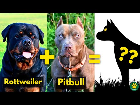 WHAT IF a Rottweiler is Crossbred With Pitbull terrier?