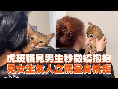 虎斑貓見男生秒撒嬌抱抱　見女生友人立馬全身抗拒｜寵物動物｜貓咪