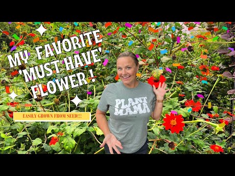 Why Mexican Sunflower (Tithonia) is My #1 MUST-GROW Seed! 🌻Discover Its Magic! | The Southern Daisy