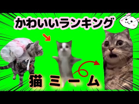 【TOP10】かわいいランキング【猫ミーム】【猫マニ】cat meme【猫マニア】猫ミーム素材