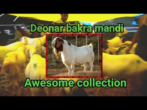 Deonar bakra mandi part 1