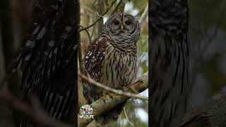 A beautiful Barred Owl watching me watching him #barredowl #owl #wildlife #wildlifevideo #nature