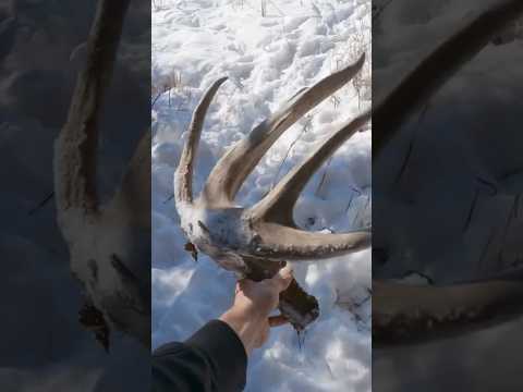 HUGE Public Land Whitetail Shed!!!