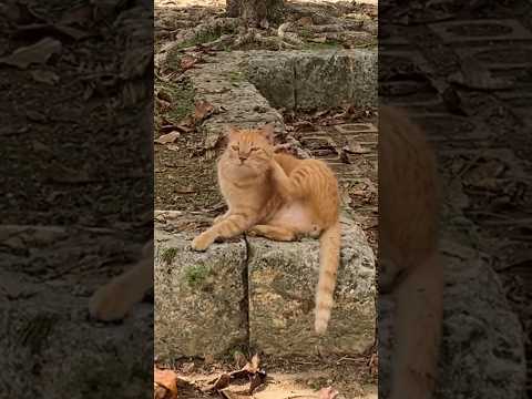 A Stray Cat WAKE UP !!😎😎😎 #shorts #cat #cute