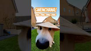 GWENCHANA! Ding ding ding ding ding #cutenessoverload