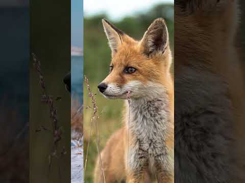 Unveiling the Surprising Diet of Foxes! 🦊🍽️ #shorts #facts #viral