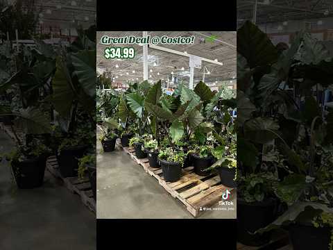 Great deal @ Costco! #alocasia #plants #costco #costco #shopping  #elephant #ear