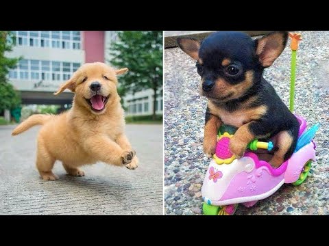 Baby Dogs 🔴 Cute and Funny Dog Videos Compilation #19 | 30 Minutes of Funny Puppy Videos 2022