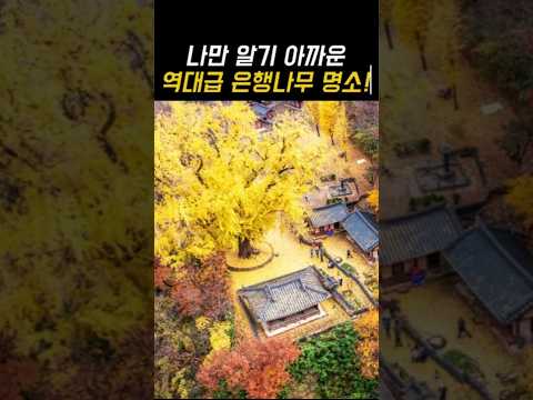 역대급 은행나무 명소 6곳! 10월 11월 여행지 추천!