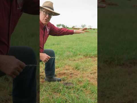 You can tell a lot about your cattle’s nutrition by looking at your cow-pies! #joelsalatin #cow