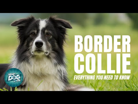 Border Collie Dog Breed Guide | Everything You Need To Know