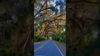 I wish more roads looked like this one in Florida 🌴