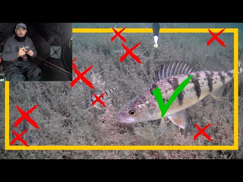 Catching Bigger Perch With an Underwater Camera