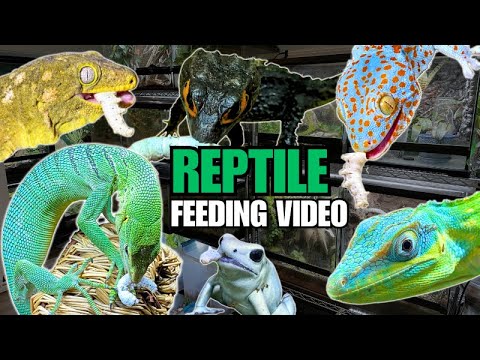 FEEDING MY PET REPTILES 32 SILKWORMS! CROCODILE SKINKS, GECKOS, FROGS & MORE! SILKWORM FEEDING VIDEO