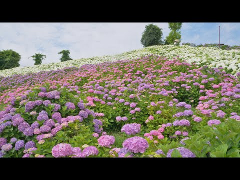 【4K】かざはやの里 紫陽花2021