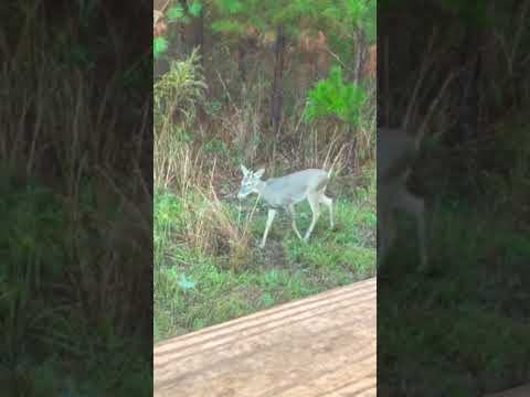 Whitetail footage never gets old! | N1 Outdoors