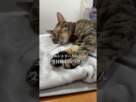 アクロバティック猫たち。#保護猫