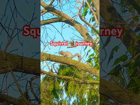 Squirrel’s 🐿️Journey 🚗#shortsvideo #squirrel #journey #squirrellover