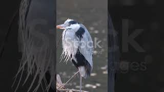 Kaito met a heron! #motivation #nature#viral#inspiration #storytelling#shorts #wildlifewisdom #movie