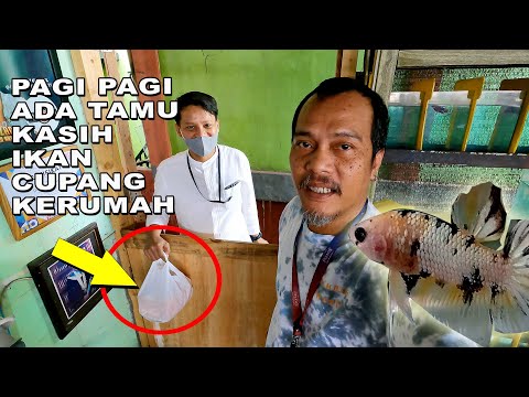 ADA TAMU KASIH IKAN CUPANG