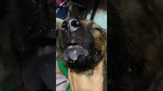 #viral #helpmegrowmychannel Please help me Fundraise for my Dog. She was hit on the neck and head.