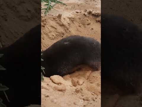 Moles: The Adorable Underground Dwellers.         #Moles #Wildlife #Ecosystem