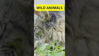 Wild Animals