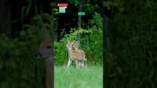 Graceful Deer and Her Fawns: Heartwarming Nature Short