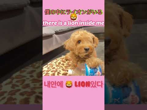 僕の中にはライオンが❓there is a lion inside me?!내안에Lion 있다 ㅋ🦁お散歩行かないと起きる￼こと🤣산책가자고 때쓰는일상 #short