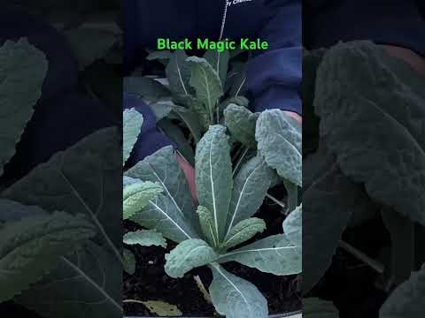 Harvesting Black Magic Kale🥰